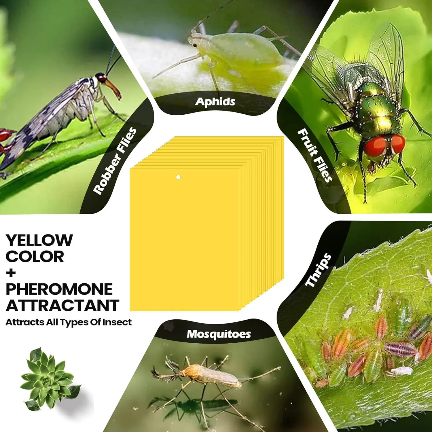 Qualirey 400 Pcs 6 x 8 Inch Sticky Traps for Gnats Dual Sided Fruit Fly Sticky Traps for Indoor and Outdoor Plant with Twist Ties and Plastic Holders for Flying Plant Insect, Fungus Gnats (Yellow)
